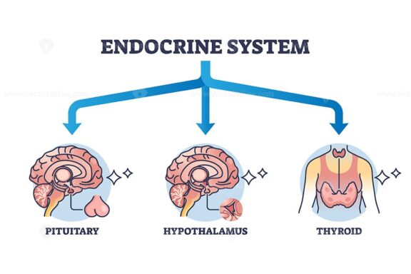 Three main parts of endocrine system with major glands outline diagram