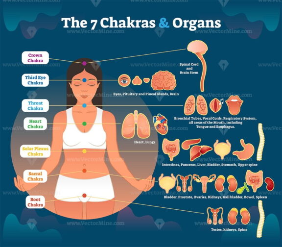 7 chakra healing and corresponding inner organ groups, vector illustration diagram