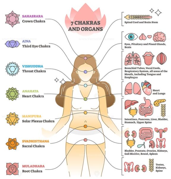 7 chakras and organs explanation as holistic healing basics outline diagram
