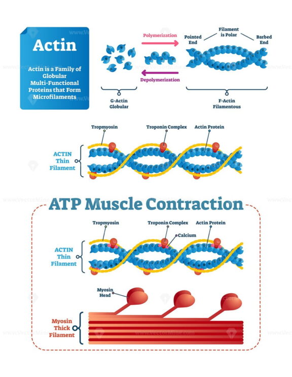 Actin vector illustration