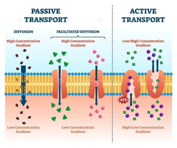 Active passive transport vector illustration