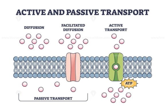 Active and passive transport as molecules ATP movement in outline diagram