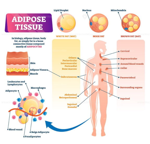 Adipose tissue vector illustration