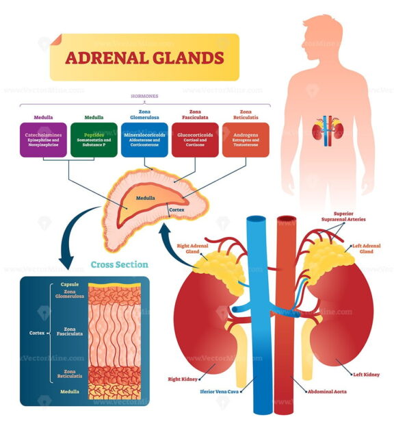 Adrenal glands vector illustration