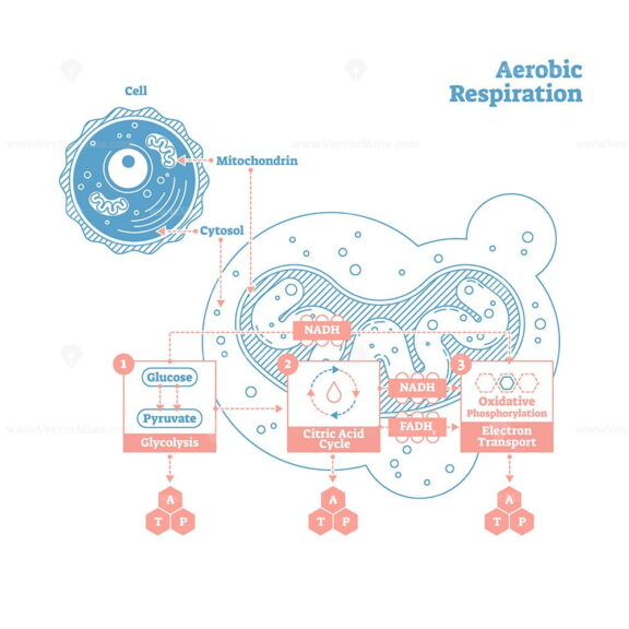 Aerobic Respiration bio anatomical vector illustration diagram, labeled medical scheme