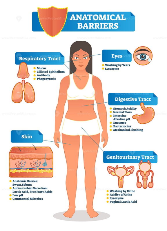 Anatomical vector illustration with anatomical barriers scheme