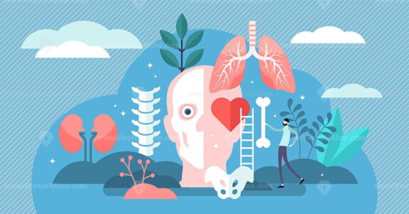 Anatomy vector illustration