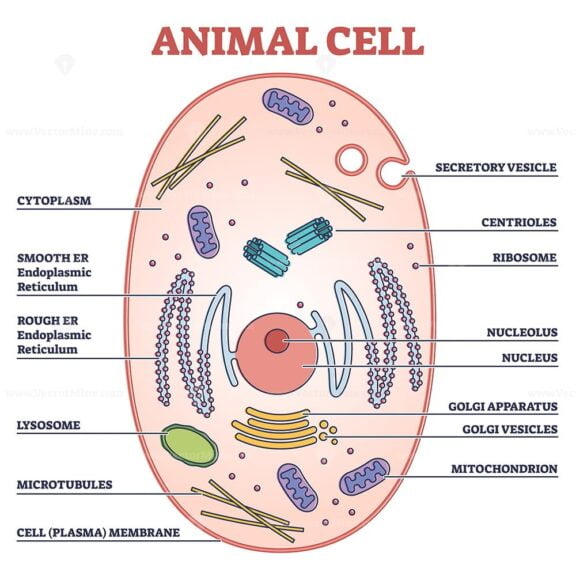Animal cell with labeled anatomic structure parts diagram outline diagram