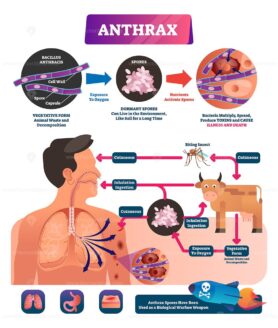 Anthrax vector illustration