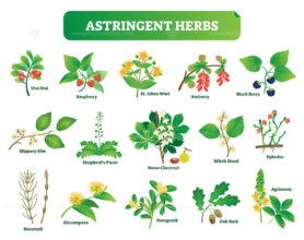 Astringent herbs vector illustration collection