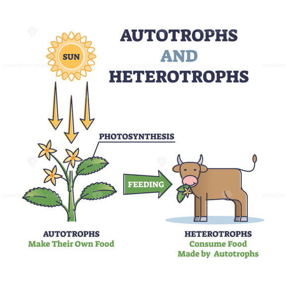 Autotrophs and heterotrophs as nature energy source division outline diagram