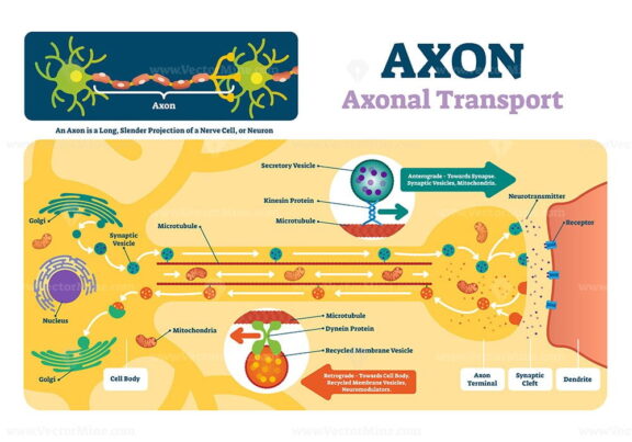Axon vector illustration