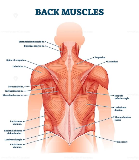 Back muscles labeled anatomical educational body scheme vector illustration