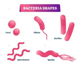 Bacteria shapes vector illustration