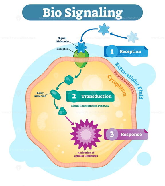 Bio signaling cell communication network system, micro biological anatomy labeled diagram vector illustration with receptor, transduction and response activity
