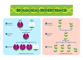 Biological inheritance plants vector illustration