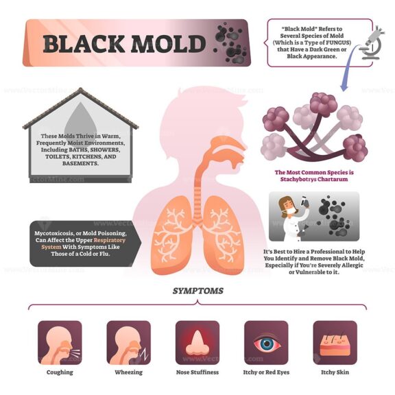 Black mold vector illustration