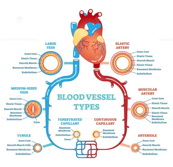 Blood vessel types anatomical diagram