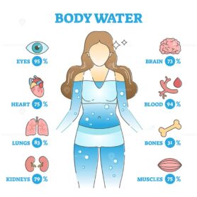 Body water as anatomical human organ fluid balance and usage outline diagram