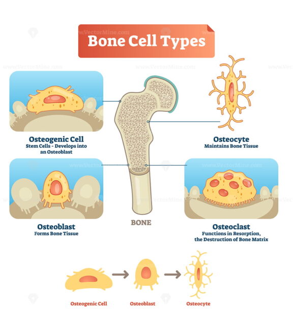 Vector illustration bone cell types diagram