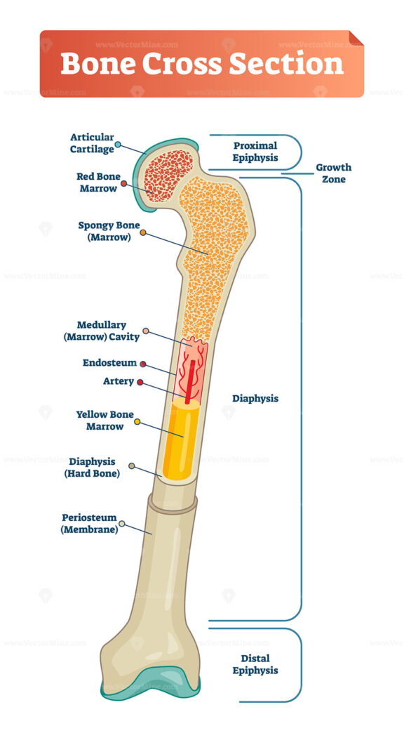 Vector illustration scheme of bone cross section
