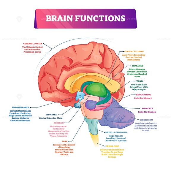 Brain functions vector illustration