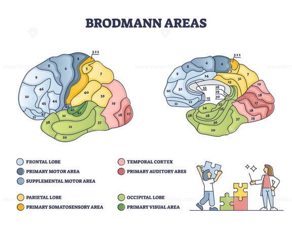 Brodmann areas as brain region zones of the cerebral cortex outline diagram