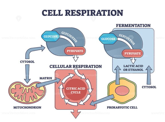 Cell respiration process explanation with biological stages outline diagram
