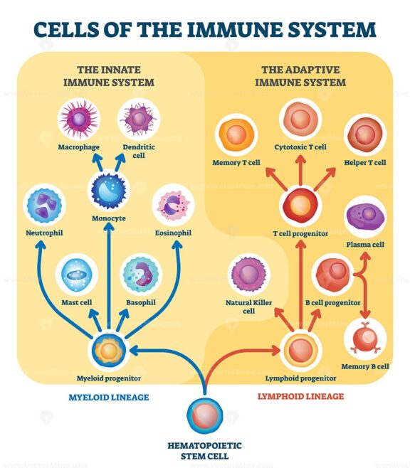 Immune system cells vector illustration