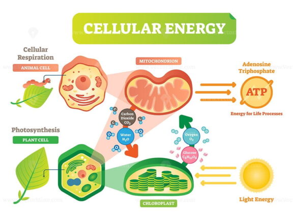 Animal and plant cell energy cycle vector illustration diagram