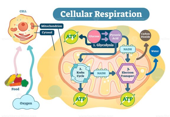 Cellular respiration medical vector illustration diagram, respiration process scheme
