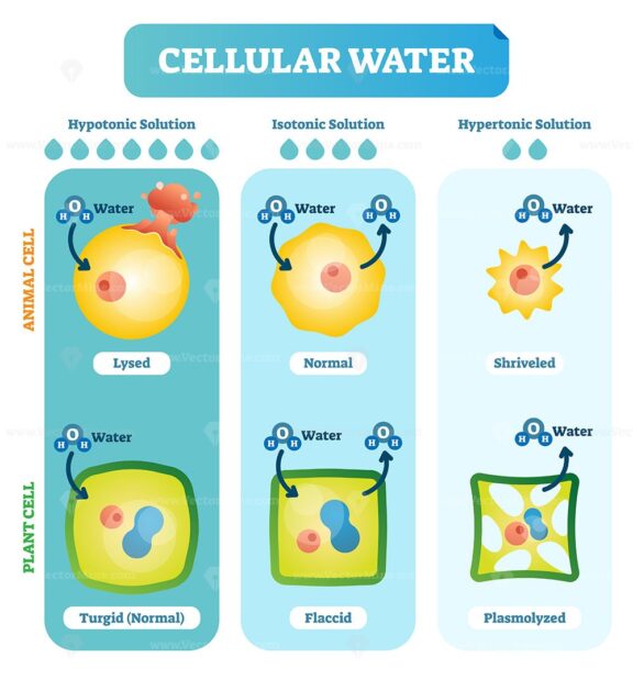 Cellular water levels biological vector illustration diagram with animal and plant cell