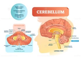 Cerebellum vector illustration