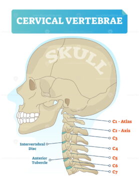 Cervical vertebrae vector illustration