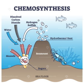 Chemosynthesis process with energy from hydrothermal vent outline diagram
