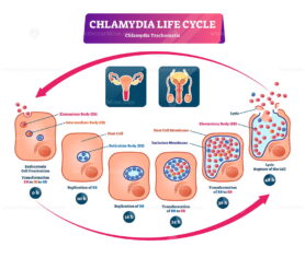 Chlamydia life cycle vector illustration