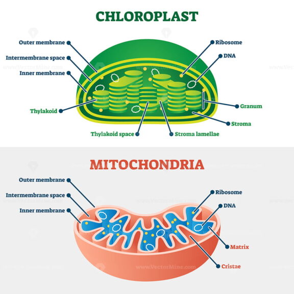 Chloroplast vs mitochondria vector illustration