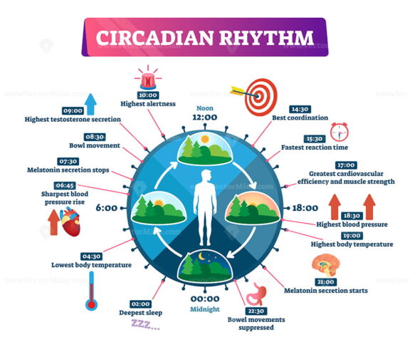 Circadian rhythm vector illustration