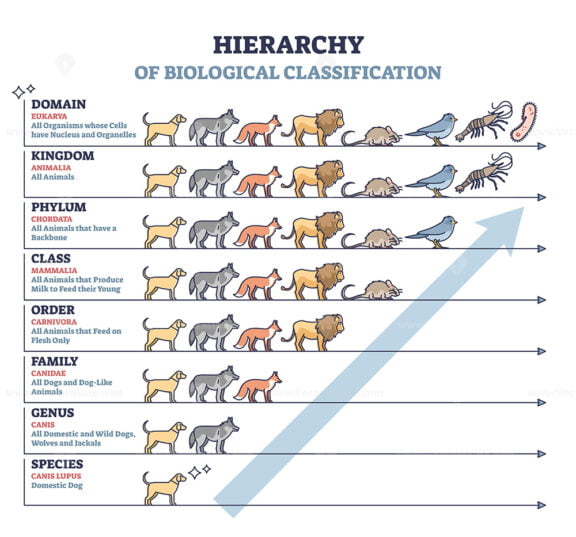 Classification of living things with biological hierarchy outline diagram