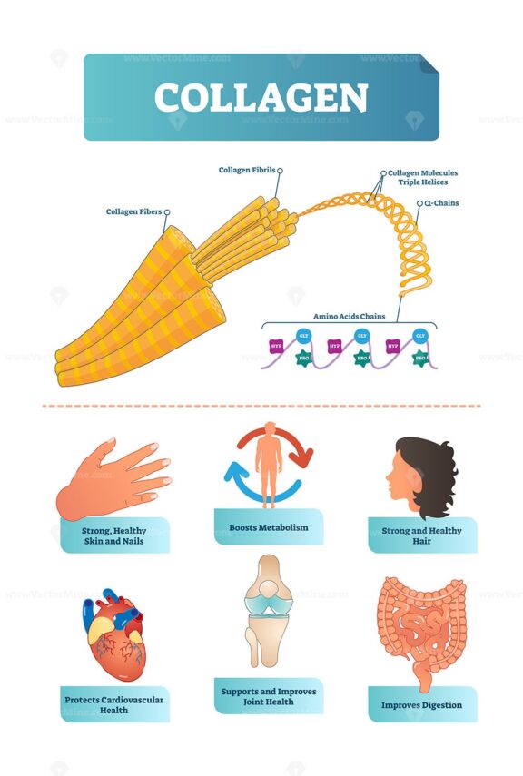 Vector illustration about collagen