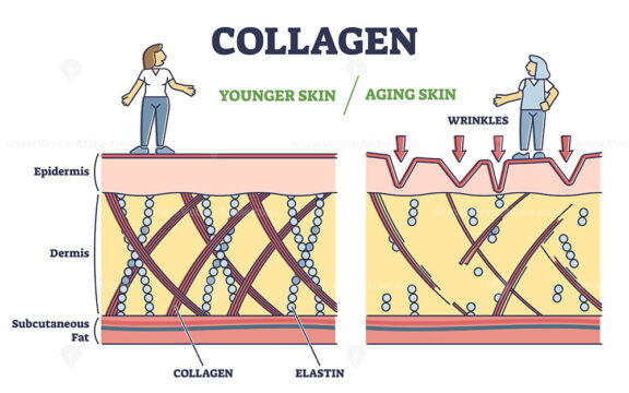 Collagen effect as younger or aging skin in anatomical view outline diagram