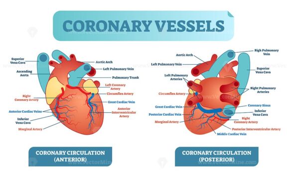 Coronary vessels anatomical health care vector illustration labeled diagram