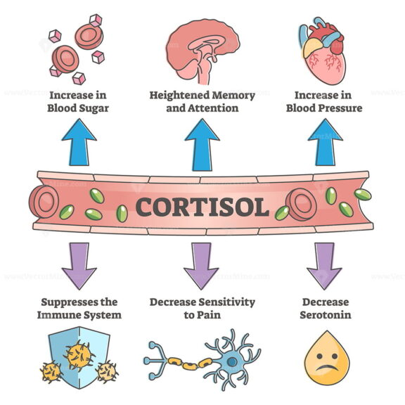 Cortisol hormone increased or decreased level symptom scheme outline diagram
