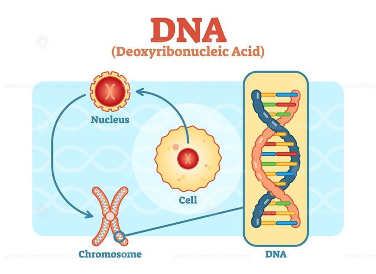 Cell – Nucleus – Chromosome – DNA, Medical vector scheme diagram
