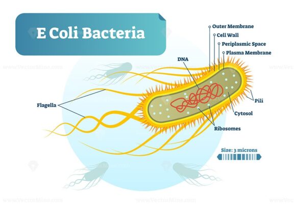 E Coli bacteria micro biological vector illustration cross section labeled diagram