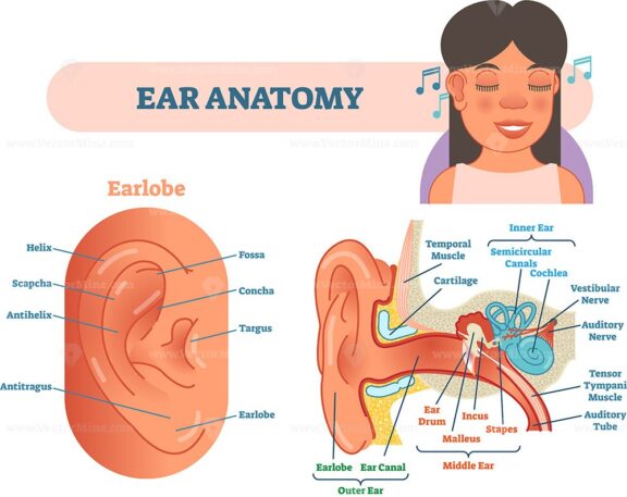 Ear anatomy medical vector illustration