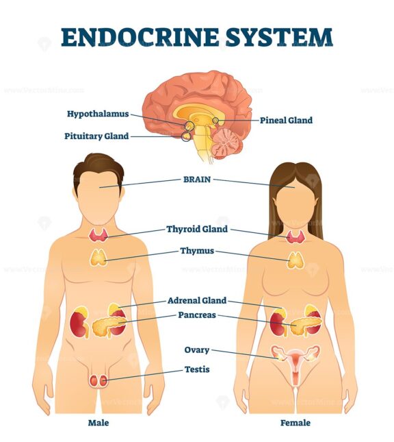 Endocrine system vector illustration