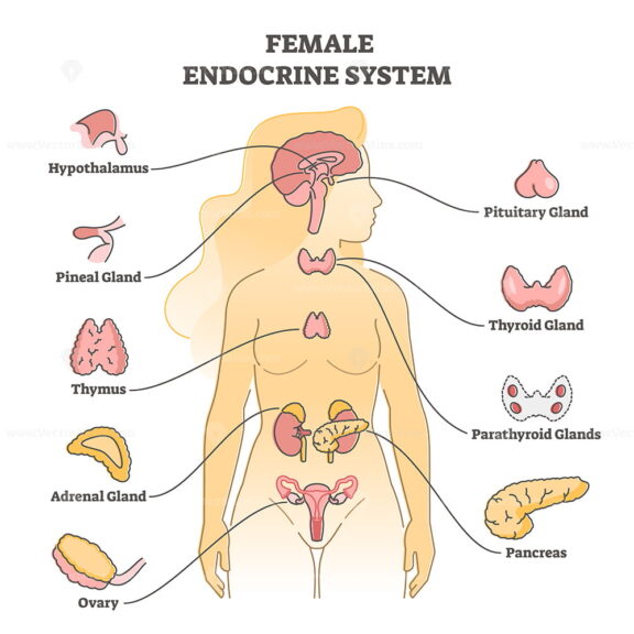 Female endocrine system with inner glands, pancreas and ovary outline diagram