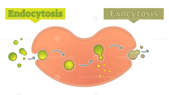 Endocytosis and exocytosis - how cell transports molecules diagram