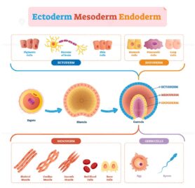 Endoderm, mesoderm and ectoderm vector illustration labeled infographic